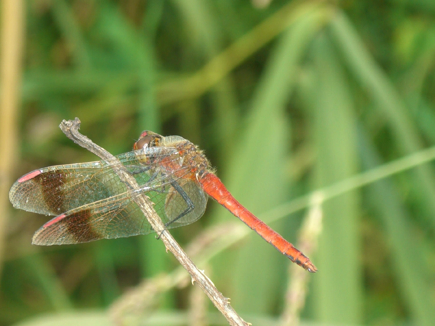 Sympetrum pedemontanum? - S